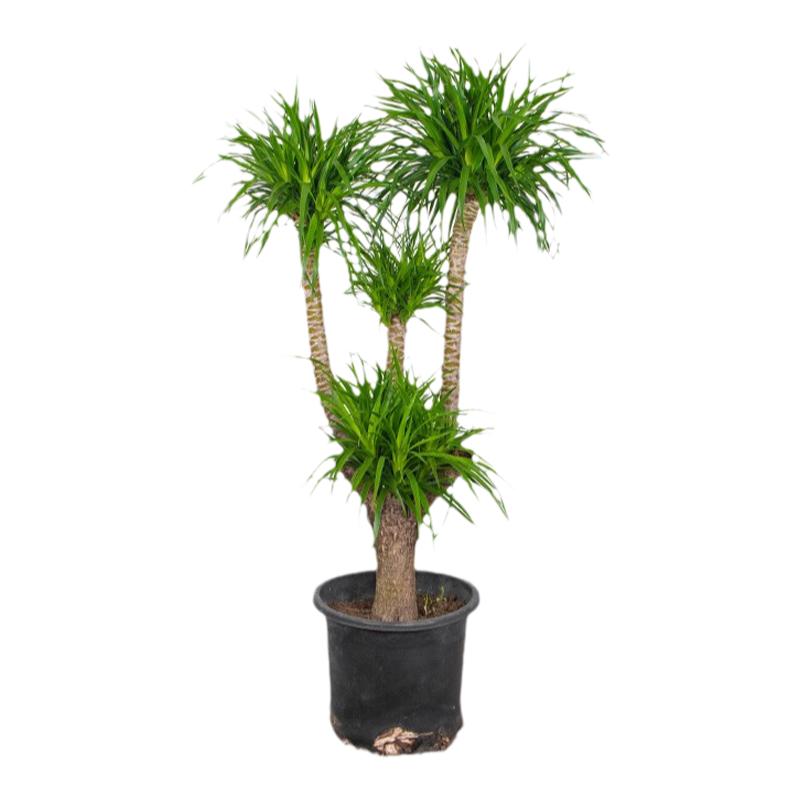 龙血树大型绿植四季长青寓意好