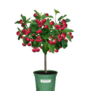 车厘子树苗樱桃树苗矮化特大樱桃果树庭院名贵南北方种植盆栽蓝莓