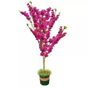 紫荆花树苗室外耐寒花卉植物庭院丛生四季盆栽绿化工程紫荆树苗