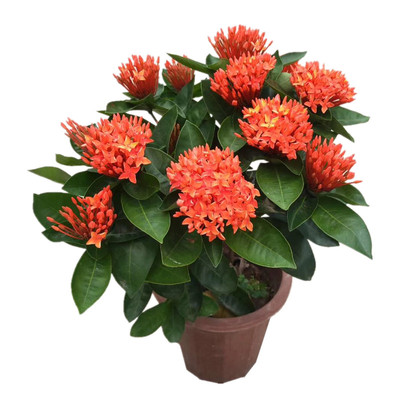 龙船花观花植物带花苞室外庭院