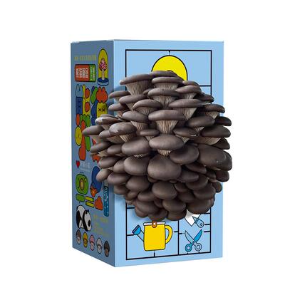 喷水就长家庭种蘑菇好吃好养