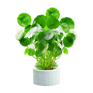 鱼缸水草水培植物和鱼共养铜钱草鱼缸专用造景净化水质真水草绿植