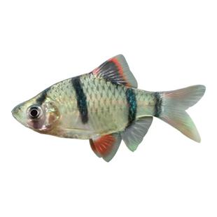 四间虎皮鱼观赏鱼热带鱼金虎蓝虎群游鱼苗好养耐活鱼淡水鱼