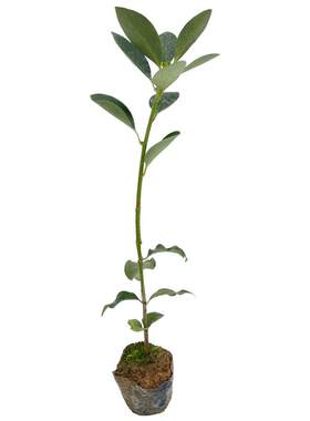 广西八角苗矮化嫁接茴香大料树苗