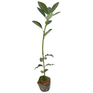 八角茴香树苗广西大红八角矮化嫁接苗食用香料八角茴香大料果树苗