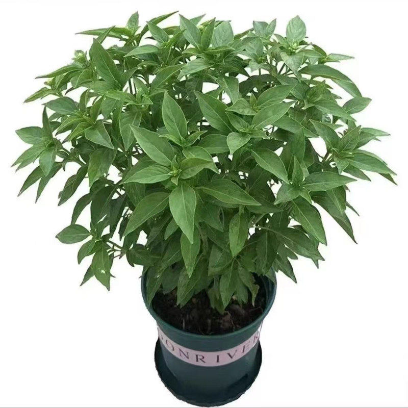 九层塔潮汕金不换植物罗勒叶食用调味香料三杯鸡擂茶室外阳台盆栽