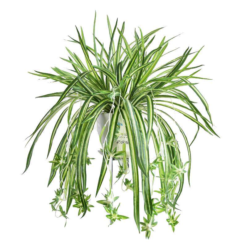 仿真植物绿植金边吊兰吊篮垂吊