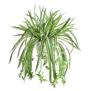 仿真植物绿植金边吊兰盆栽垂吊吊篮装饰阳台室内塑料花草假花盆景