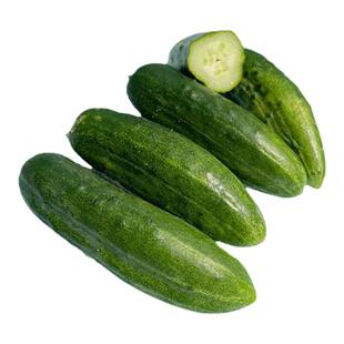 双倍收益黄瓜种子紧凑松脆嫩滑多汁浓郁超高产传家宝春秋室内盆栽