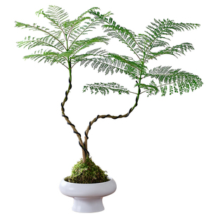 蓝花楹盆栽苔藓球水培植物办公室内阳台桌面四季常青好养绿植花卉