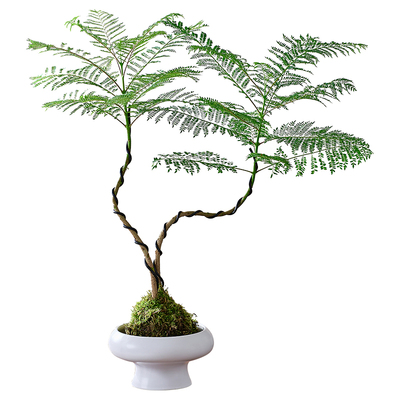 蓝花楹盆栽苔藓球水培植物办公室内阳台桌面四季常青好养绿植花卉