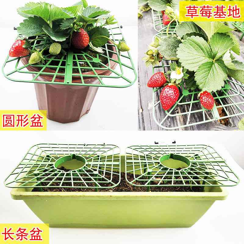 家庭种植草莓方形托盘架防防绿拼接落地盆栽植果支撑架烂水果园艺