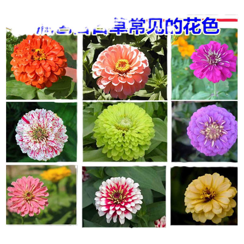 百日草种子易活不断花苗花籽庭院植物花卉种孑室外多年生