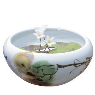 迷你一叶莲带花苞微小型睡莲水培植物根苗小叶水草浮萍龙骨瓣荇菜