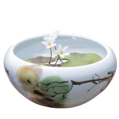 带花苞水培植物浮萍一叶莲