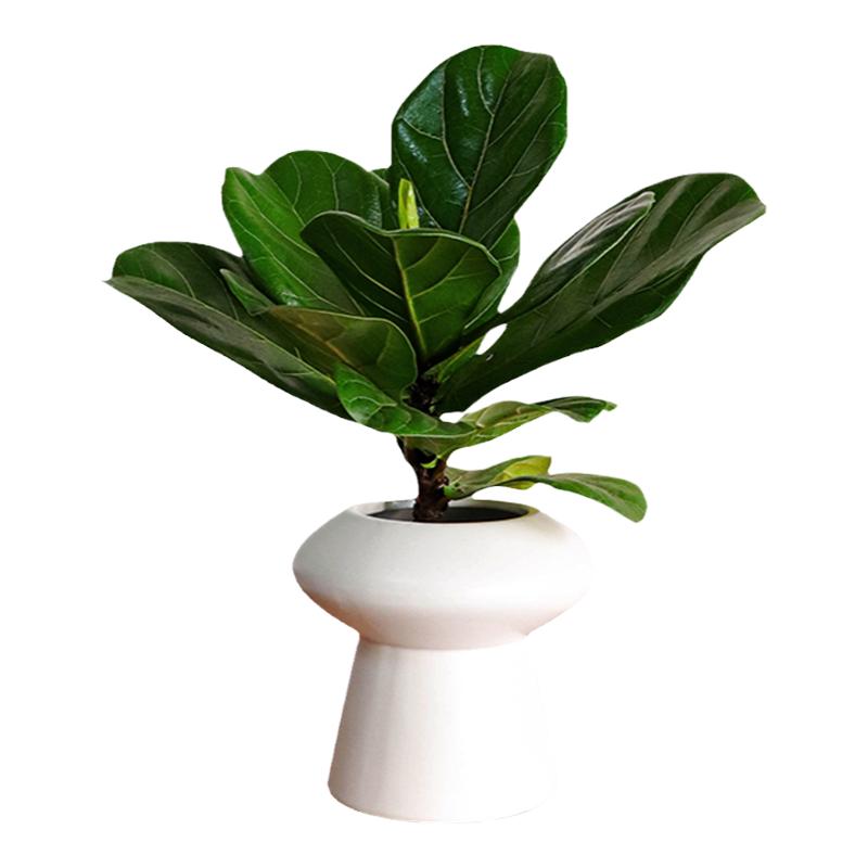 超好养的琴叶榕植物盆栽室内绿植