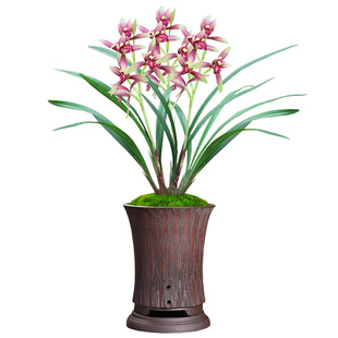 名贵兰花春兰板桥遗墨包公魂新津胭脂刘三红浓香花卉客厅室内绿植