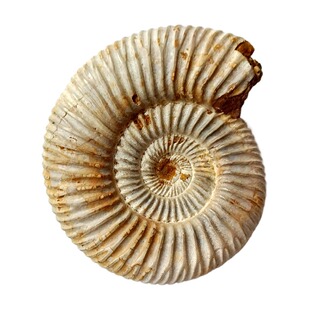 古生物树叶海胆海星百合燕子三叶虫菊石斑彩螺动物昆虫化石标本29