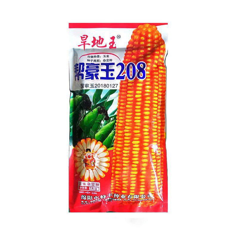 正品四川国审高产优质杂交玉米种子帮豪玉矮杆大棒苞谷种抗旱抗倒
