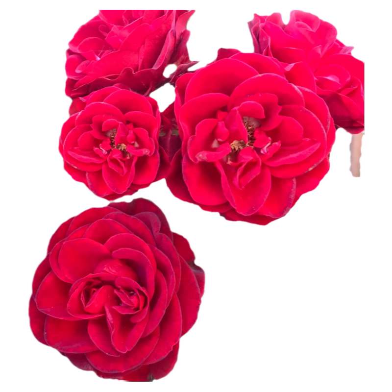 中国红月季墙微花树大苗花卉庭院四季藤本蔷薇玫瑰花盆栽开花绿植