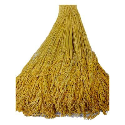 农家糯稻穗水稻穗干花农产品