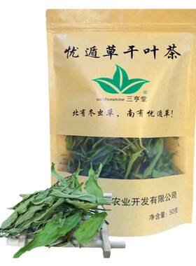 特级精品原产地纯种小尖叶忧遁草