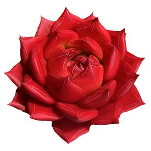 多肉植物 风火轮火红色盆栽花卉绿植玉露红宝石室内阳台庭院楼