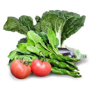 蔬菜种子叶菜籽四季种莱香葱韭菜籽阳台种菜番茄瓜种孑奶白菜种籽