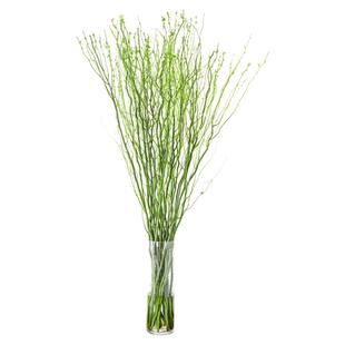 水培绿植龙柳鲜枝盆栽花卉观叶净化空气植物好养活客厅干支雪柳