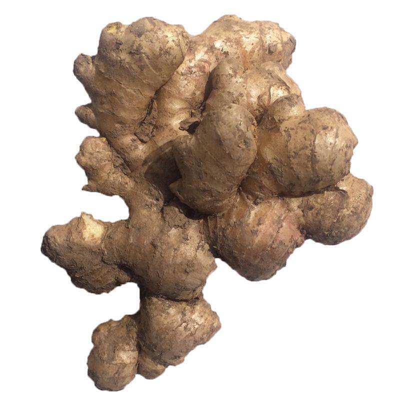 博爱怀姜上庄新鲜老姜姜糖膏原料