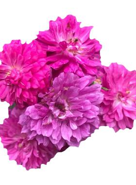 阳台浓香微型月季花苗甜蜜马车玫瑰盆栽花园多花绿植花卉