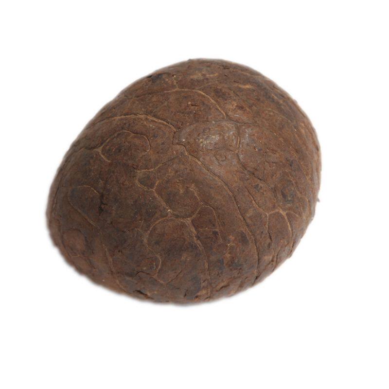 天然原籽黄白菩提精选