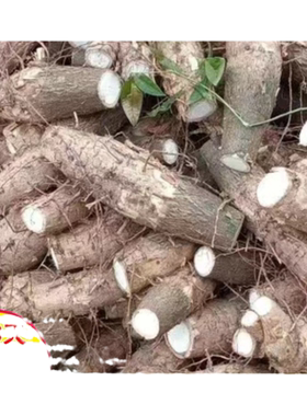 州蓝发财树自产自销包活包指导