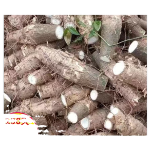 发财树老桩树头绿植室内办公室客厅盆栽树桩美化家居净化室内空气