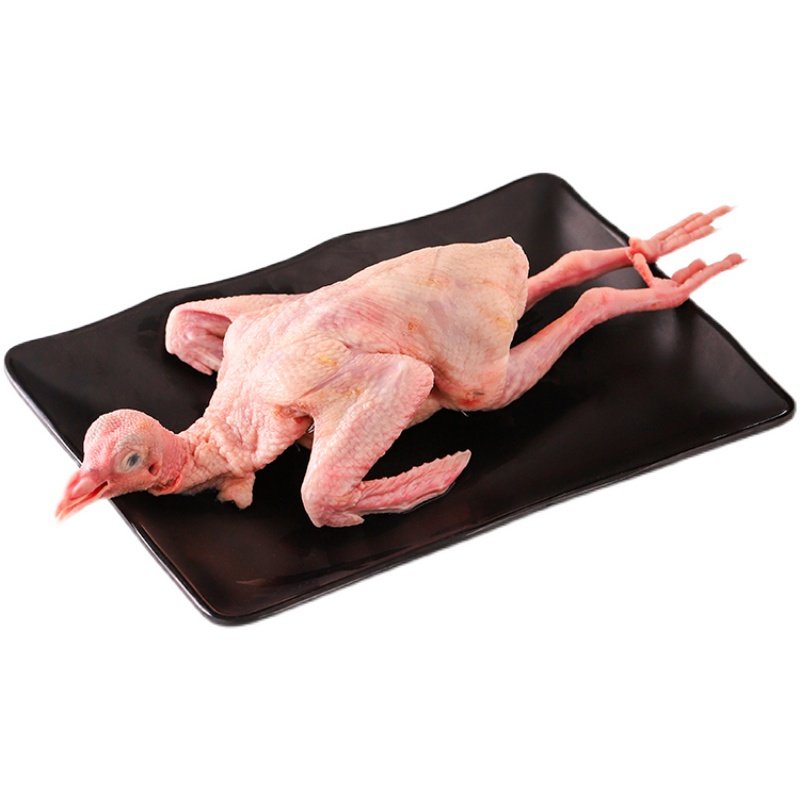 新鲜鸽子肉顺丰包邮烧烤卤肉煲汤