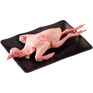 新鲜鸽子肉顺丰包邮现杀现发煲汤农家散养滋补农家散养老鸽子老鸽