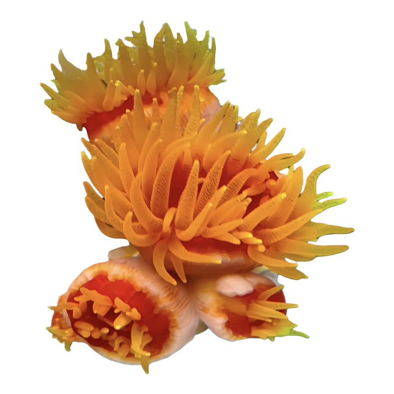 炮仗花NPS太阳花软体珊瑚海水缸活体新手易养耐活低光造景生物