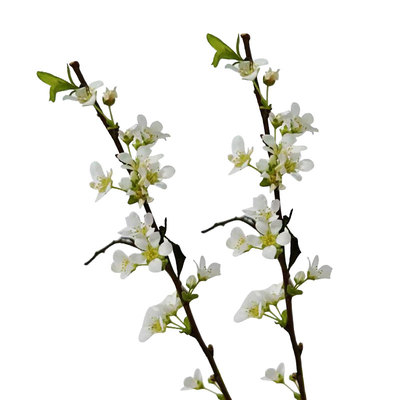 雪柳阳台客厅四季鲜枝