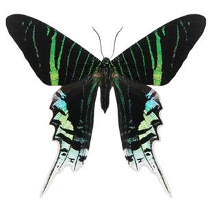 进口秘鲁未展翅原蝶月亮蛾Urania leilus标本三角袋包装A1/A-品质