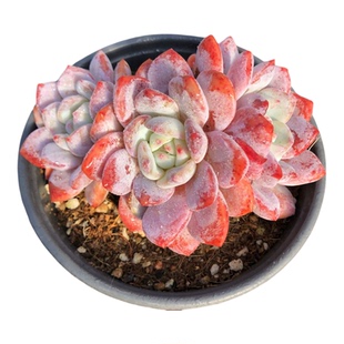 大盆橙梦露群生多头暗纹粉红星影雪天使多肉植物一物一拍38包邮