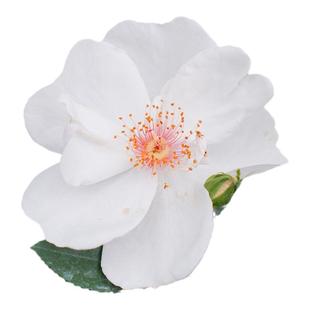 海蒂的花园旗舰店杰奎琳杜普蕾灌木月季丰花花卉植物阳台盆栽苗