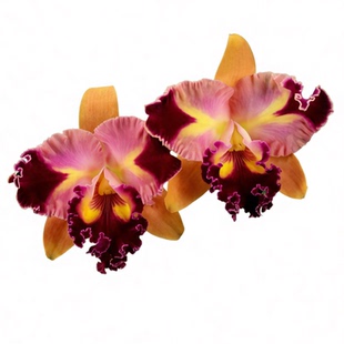 番茄雅韵堂Rlc. Chief Queen ‘Lighting闪电王大花卡特兰花洋兰