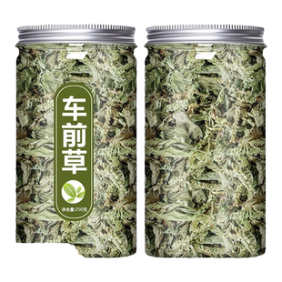 车前草泡水喝的功效与作用新鲜野生车前子中药材正品猫爪草袋泡茶