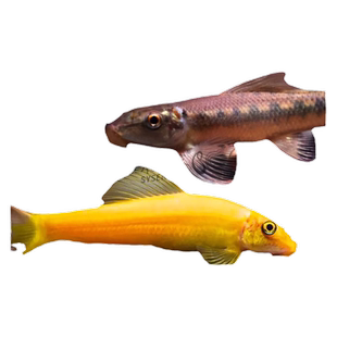 金苔鼠鱼淡水热带观赏鱼清道夫青苔鼠鱼缸清洁工具鱼除藻底栖鱼