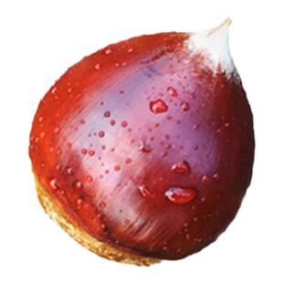 2025年板栗生锥栗新鲜现摘建瓯油栗高山野生毛栗带壳圆锥栗尖椎栗