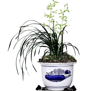 画中的兰花大一品蕙兰苗浓香气宇轩昂老八种正品气质高贵阳台盆栽