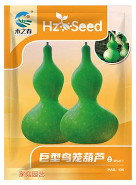 巨型鸟葫芦种子特大葫芦种籽