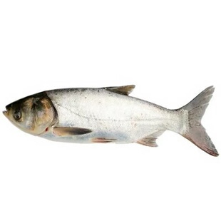 白鲢鱼苗活体淡水好养殖冷水观赏鱼饲料鱼特价大头花鲢鳙鳊鱼苗
