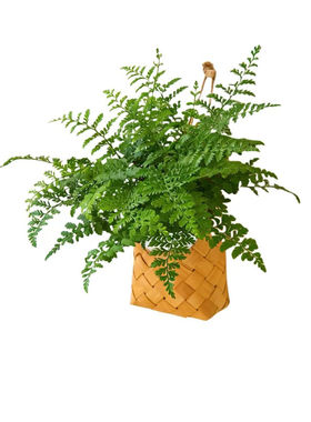 壁挂绿植常春藤耐阴好养活植物