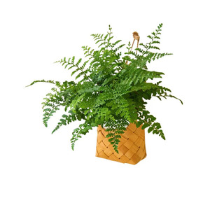 壁挂绿植常春藤垂吊盆栽办公室内客厅墙面装饰植物耐阴好养活花卉